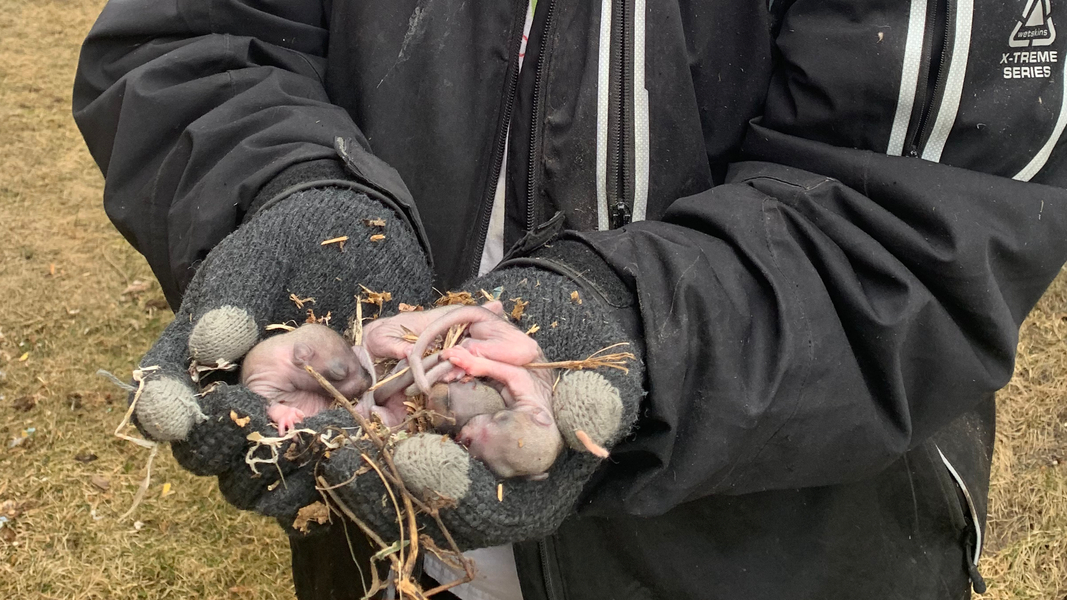 Cover photo of Empire wildlife Pest control